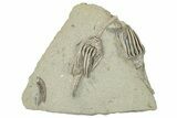 Two Fossil Crinoids (Macrocrinus) - Crawfordsville, Indiana #291817-1